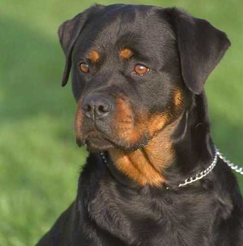  Symon - my dog 